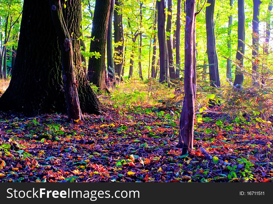 Sunlight in the green end yelow forest, autumn time