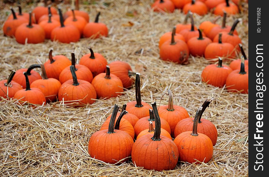 Small piles of pumpkins in hay