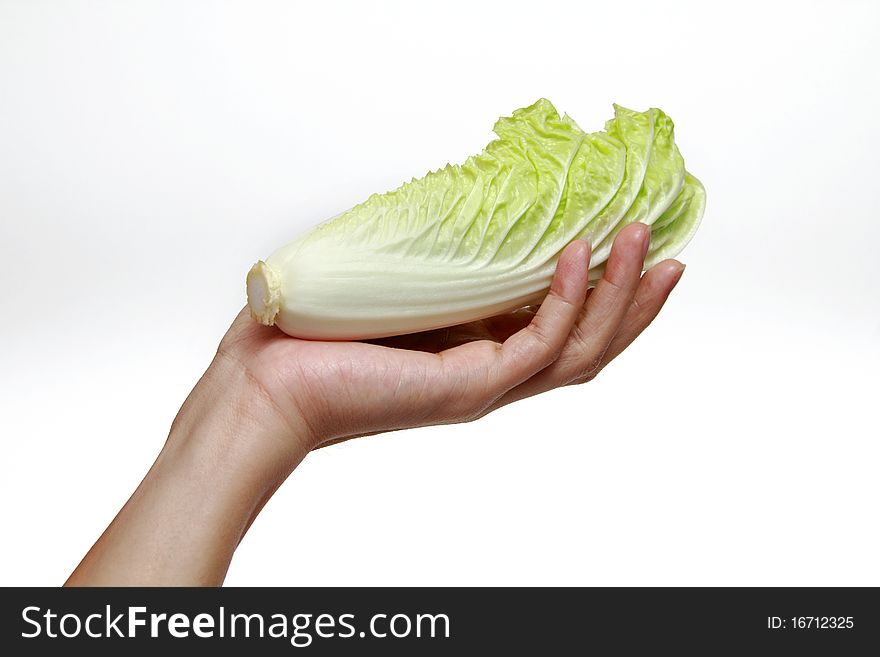 Chinese cabbage put on hand
