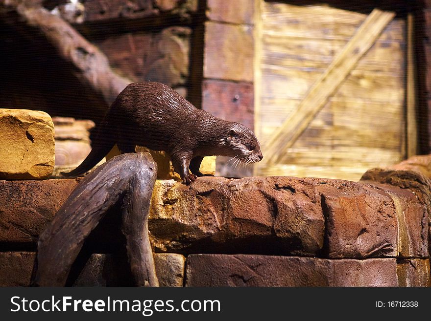 Otter In Atlanta Aquarium