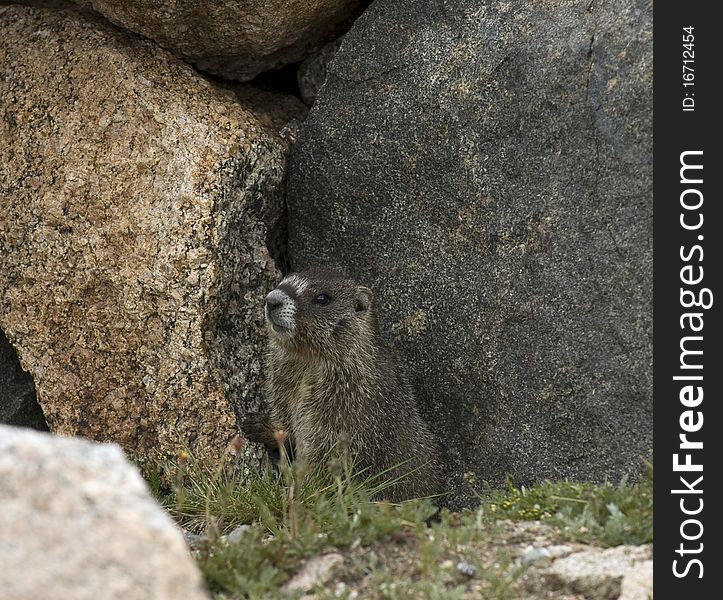 An adult marmot in its natural environment.