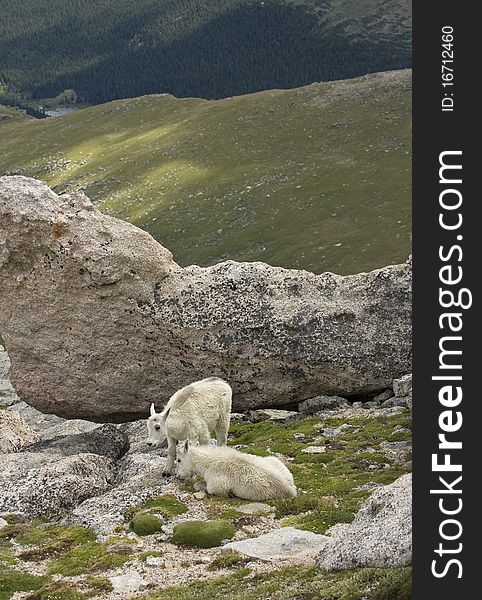 Young mountain goats in their natural environment.