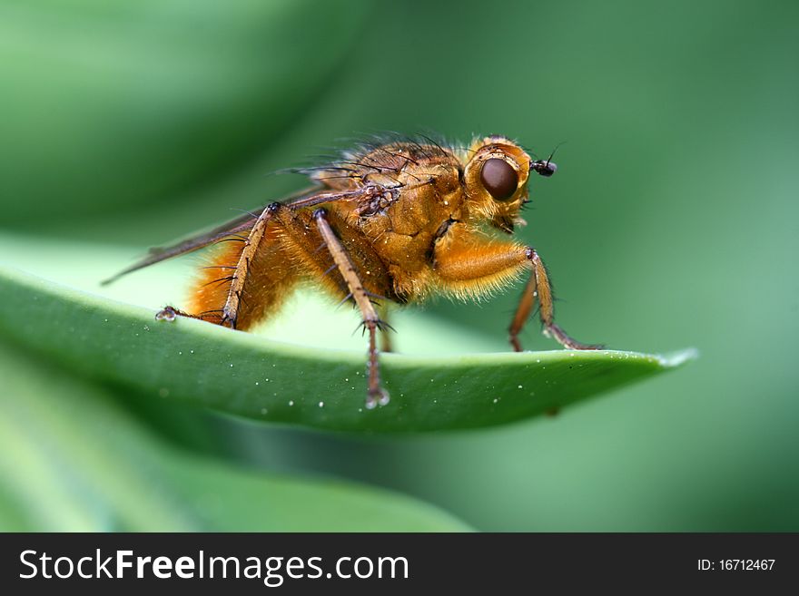 Yellow dung fly on the leaf