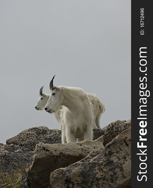 Profile of adult mountain goats in their natural environment. Profile of adult mountain goats in their natural environment.