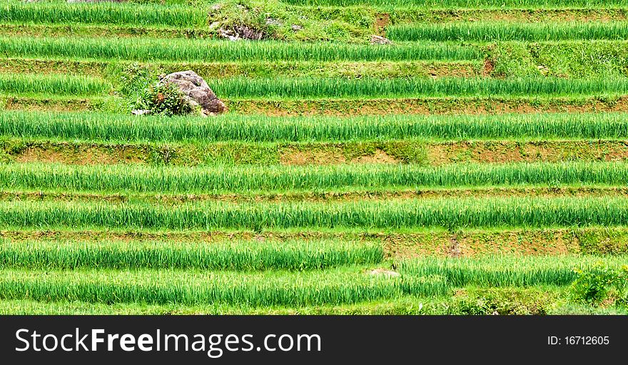 Green rice fields from Vietnam countryside at Sapa area. Green rice fields from Vietnam countryside at Sapa area.