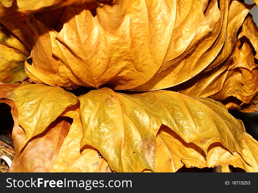 Yellow leafs in groun composition