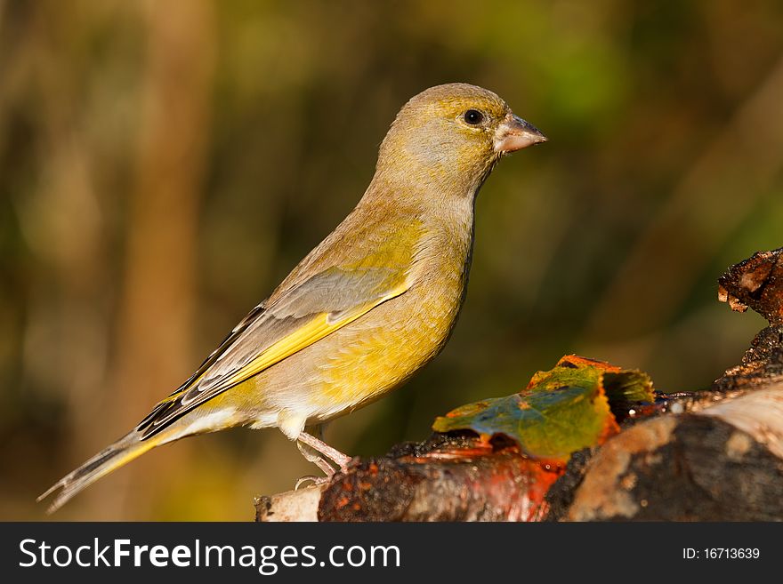 A Greenfinch on a branch