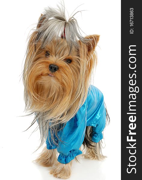 Yorkshire Terrier dog in front of a white background