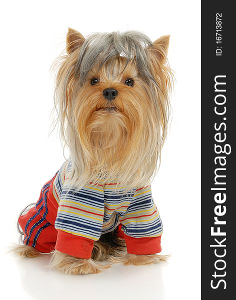 Yorkshire Terrier