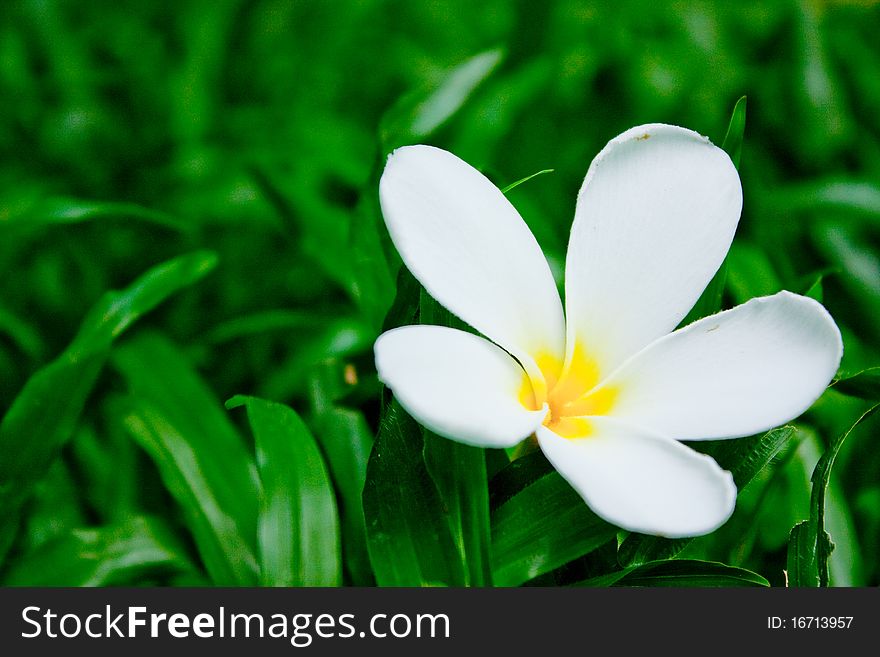 Flower death on soft green grass. Flower death on soft green grass.