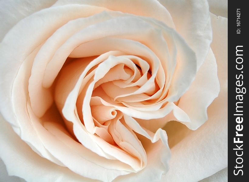 Big white rose flower closeup. Big white rose flower closeup