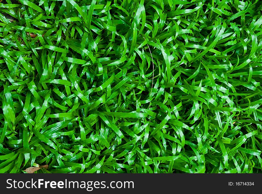 Detail of green grass textures