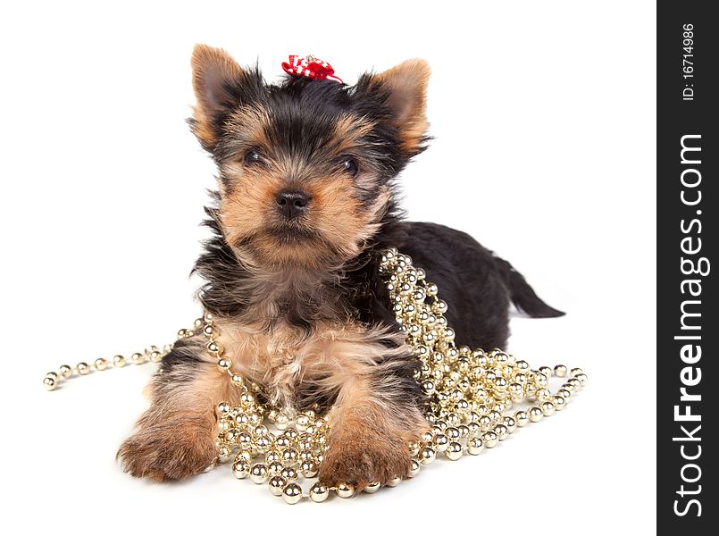 Yorkshire terrier puppy on white background