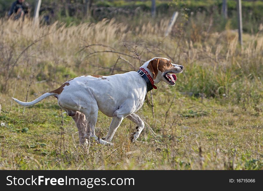 German Shorthaired Pointer On Running