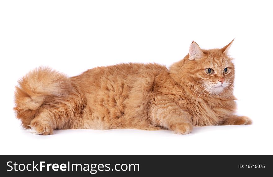 Red cat on a white background