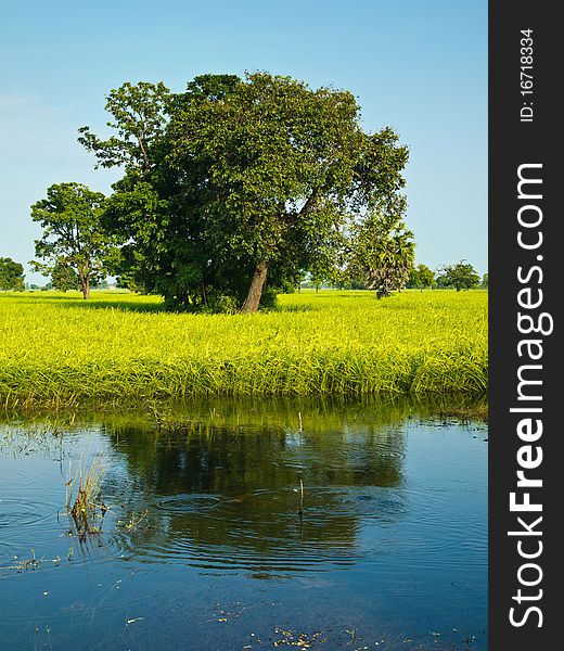 Paddy Rice In Flood