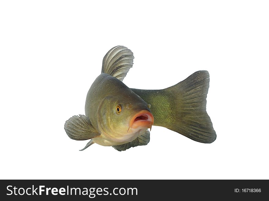 Alive tench on white background
