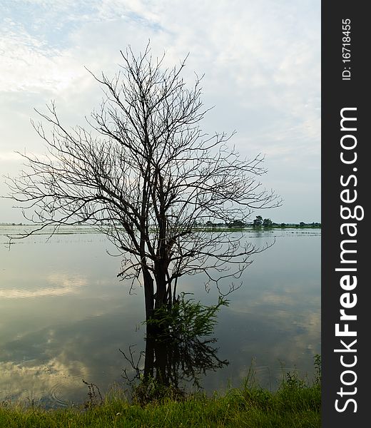 Dead tree in the paddy in flood situation in Thailand. Dead tree in the paddy in flood situation in Thailand