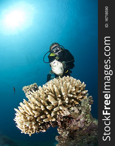 Male scuba diver observing a Whitespotted pufferfish (Arothron hispidus). Ras Ghozlani, Sharm el Sheikh, Red Sea, Egypt. Male scuba diver observing a Whitespotted pufferfish (Arothron hispidus). Ras Ghozlani, Sharm el Sheikh, Red Sea, Egypt.