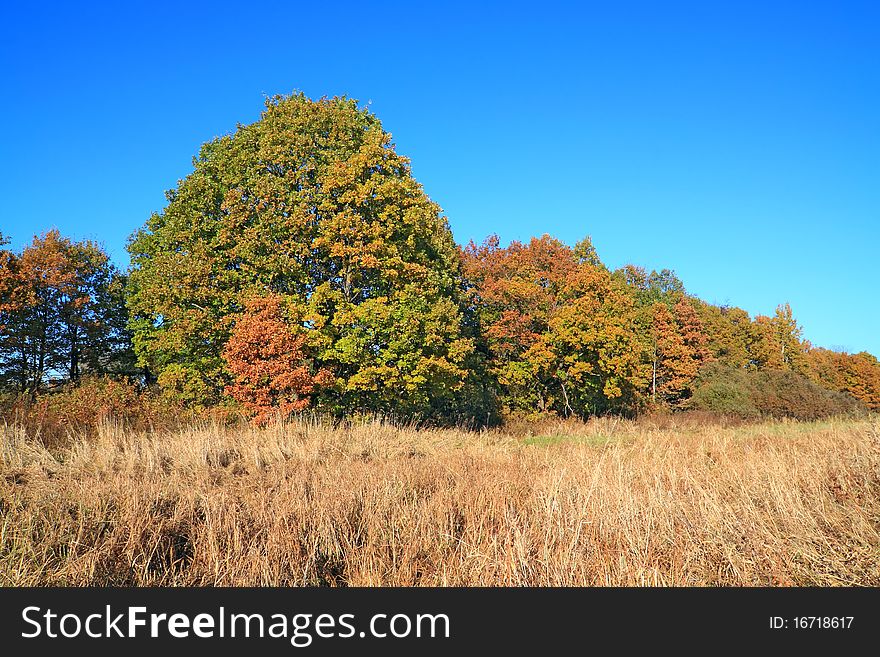Oak copse on autumn field