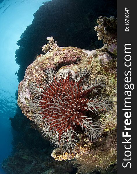 A large Crown-of-thorns starfish, damaging to healthy coral reef. Shark Observatory, Sharm el Sheikh, Red Sea, Egypt. A large Crown-of-thorns starfish, damaging to healthy coral reef. Shark Observatory, Sharm el Sheikh, Red Sea, Egypt.