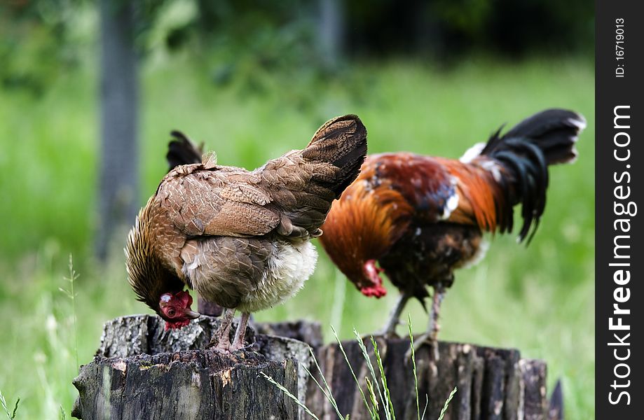 Pasture raised chickens search for food on the ground at a farm. Pasture raised chickens search for food on the ground at a farm