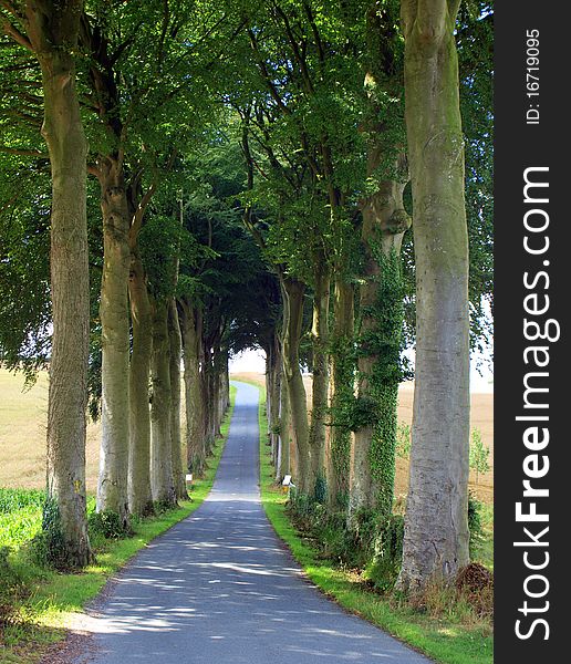 Line of trees form a natural tunnel or arch over a country road in northern France. Line of trees form a natural tunnel or arch over a country road in northern France.