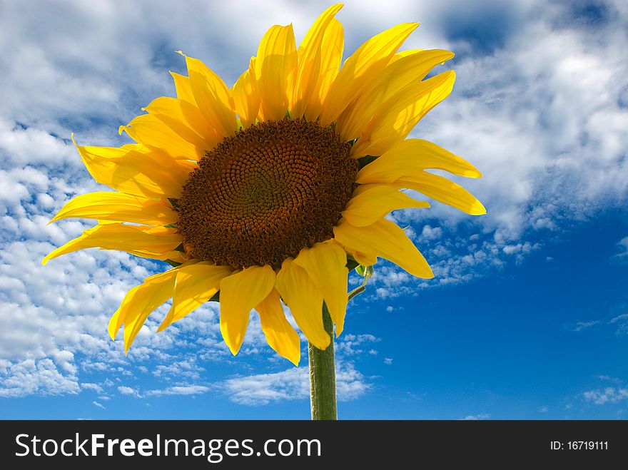 Sunflower photographed from below with the background of blue sky and white clouds. Sunflower photographed from below with the background of blue sky and white clouds