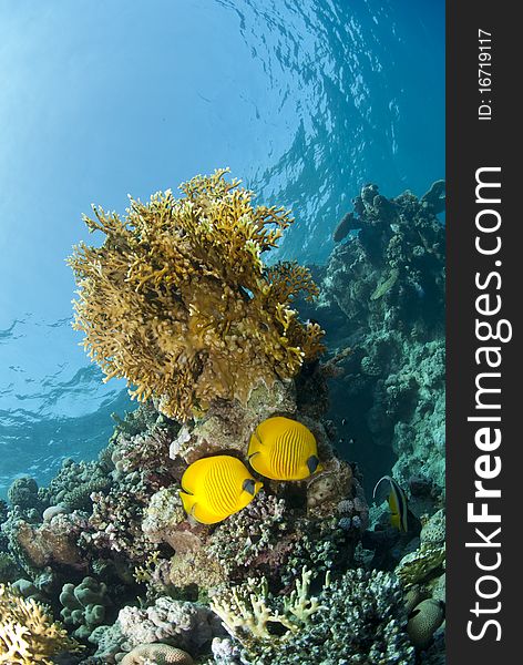 Couple of Masked butterflyfish (chaetodon semilarvatus) on a tropical coral reef. Beacon rock, Red Sea, Egypt. Couple of Masked butterflyfish (chaetodon semilarvatus) on a tropical coral reef. Beacon rock, Red Sea, Egypt.