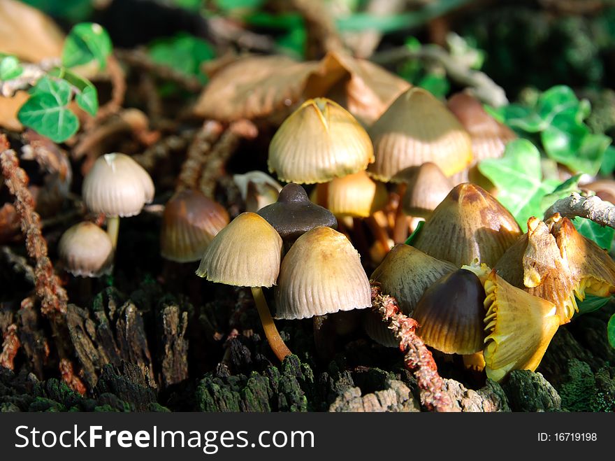 Small mushrooms growing on tree trunk cut