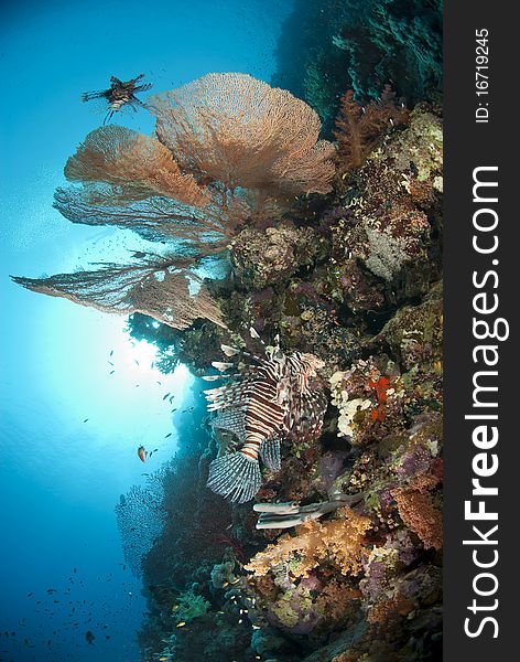 Giant sea fan with Common Lionfish.