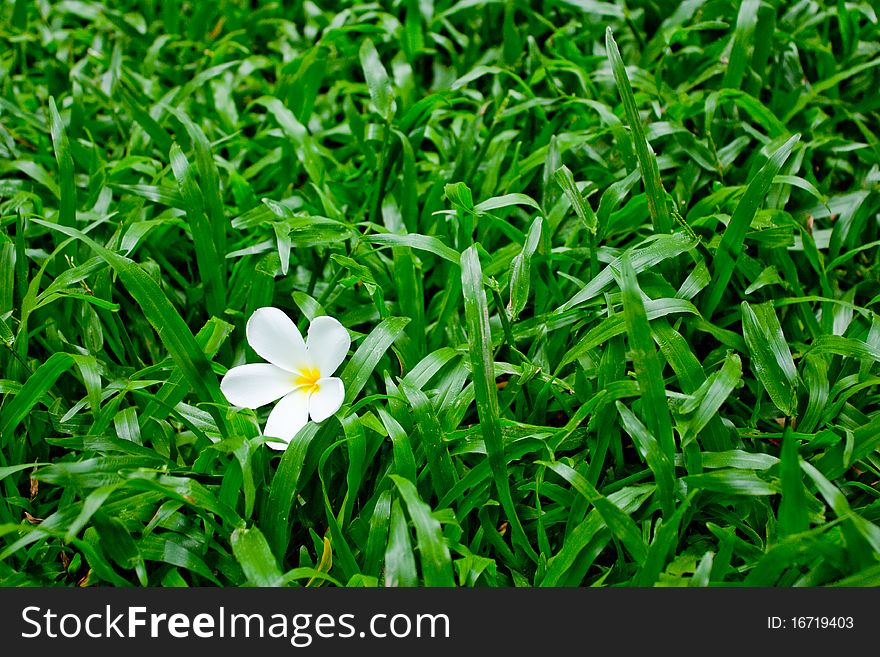 Flower death on soft green grass. Flower death on soft green grass.