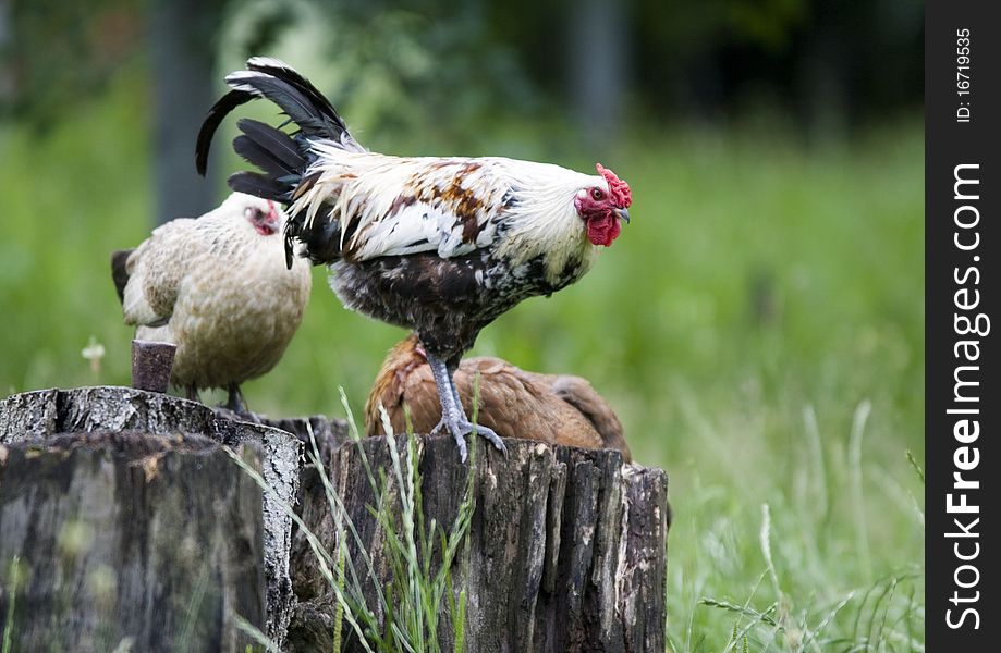 Pasture raised chickens search for food on the ground at a farm. Pasture raised chickens search for food on the ground at a farm