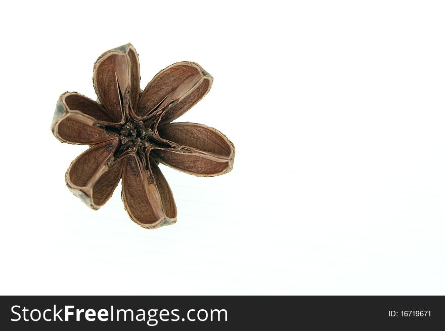 Dried flower with white empty space