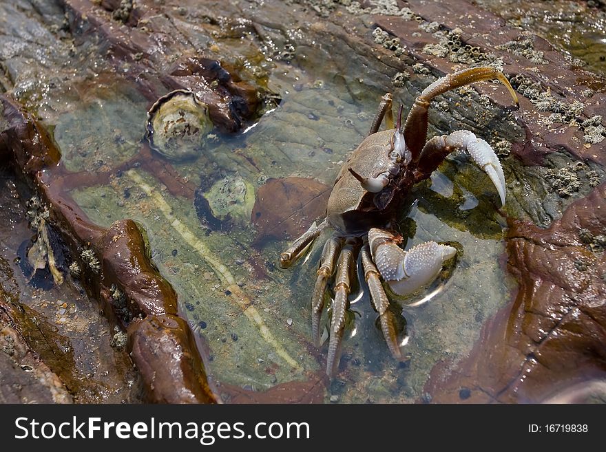 Crab On A Stone
