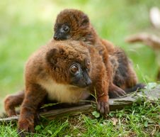Cute Red-bellied Lemur With Baby Royalty Free Stock Image Cute Red-bellied Lemur With Baby Royalty Free Stock Image