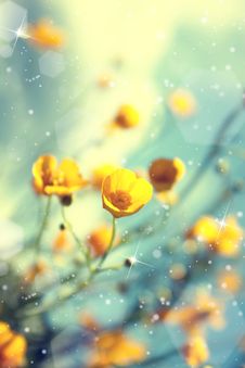 Buttercup. Yellow Flower Royalty Free Stock Photography Buttercup. Yellow Flower Royalty Free Stock Photography