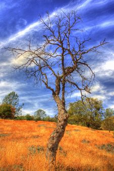 Bare Tree Stock Image Bare Tree Stock Image