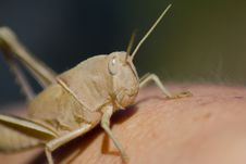 Cricket Royalty Free Stock Photos Cricket Royalty Free Stock Photos