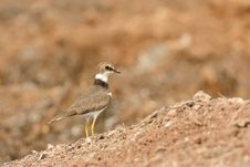 Golden Ringed Plover Stock Images Golden Ringed Plover Stock Images