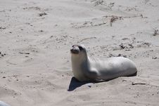 Young Sea Mammal, Sealion Stock Photo
