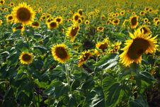 Sunflower Field Royalty Free Stock Photo