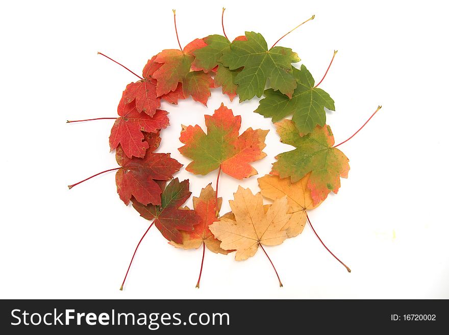 Round of autumn maple leaves showing changes of their color - isolated on white. Round of autumn maple leaves showing changes of their color - isolated on white