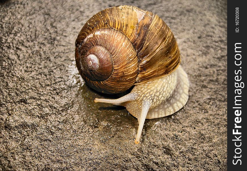 A snail crawling on a stone fountain. A snail crawling on a stone fountain