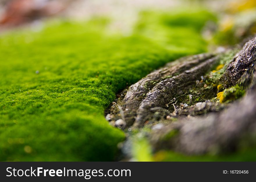 Close-up view of the green moss. Close-up view of the green moss