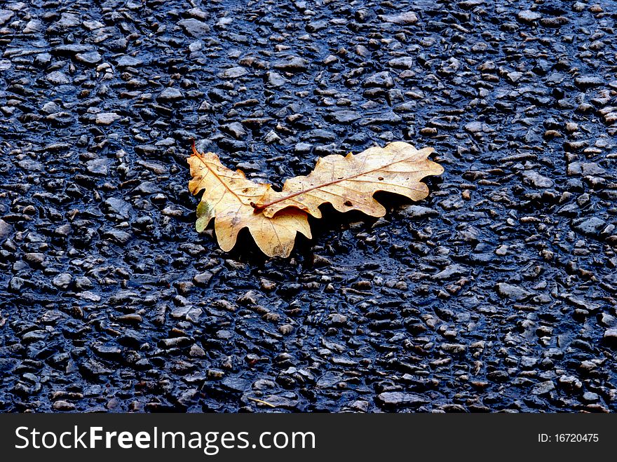 fallen autumn leaf on wet asphalt. fallen autumn leaf on wet asphalt