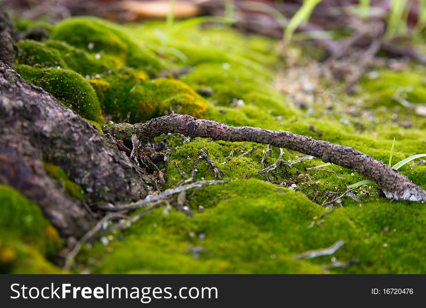 Close-up view of a branch of root over  the green moss. Close-up view of a branch of root over  the green moss