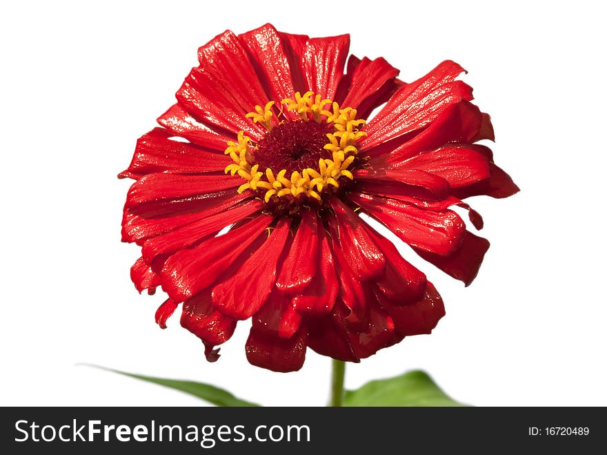 A red gerbera flower isolated on white