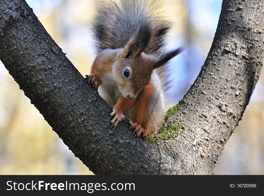 The squirrel eats a nut on a tree. The squirrel eats a nut on a tree.