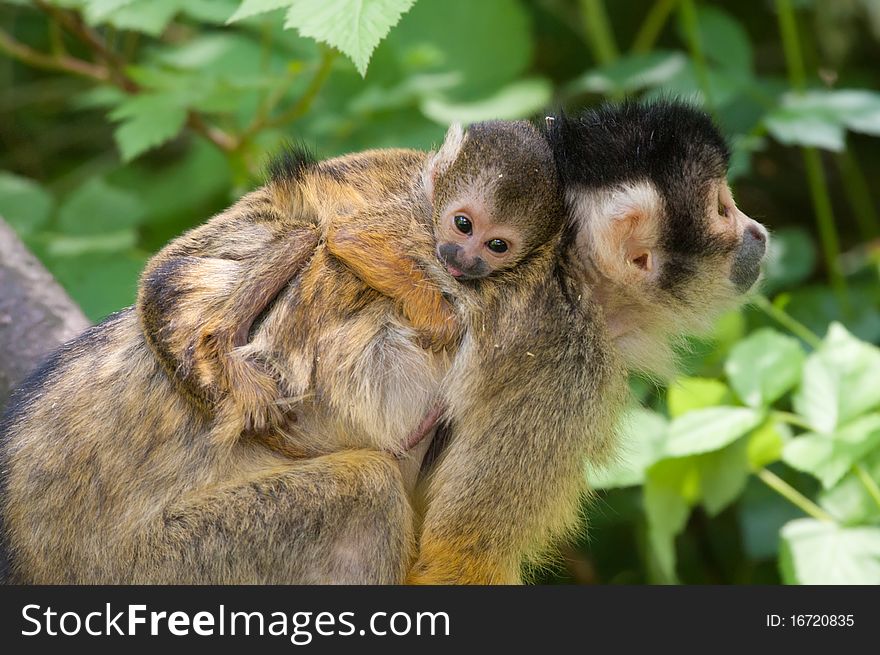 Cute squirrel monkey with baby (Saimiri) subfamily: saimiriinae